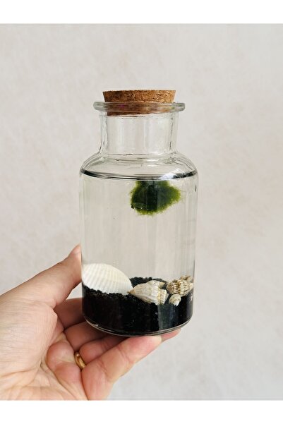 SLD BOTANIK Marimo 'angel Black' / Şans Yosunu | Yosun Topu (MOSS BALL)