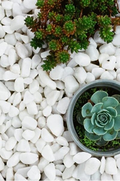 Asenya Dolomit Taş 3 Kg 15-25 Mm Dekoratif Vazo Akvaryum Teraryum Taşı Beyaz ...