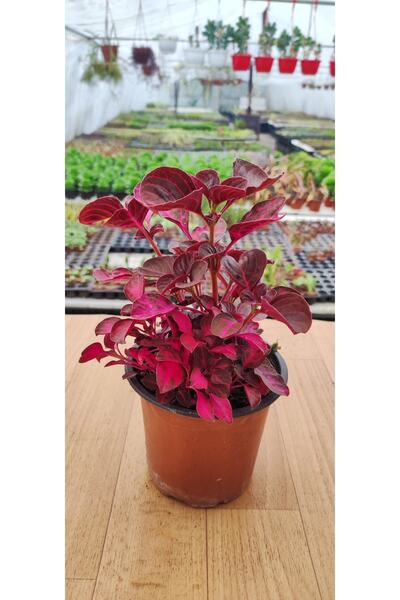 Ravza Çiçekçilik Iresine Herbisti ( Çinegene Şalvarı ) ( 10 Cm Saksıda ) ( Do...