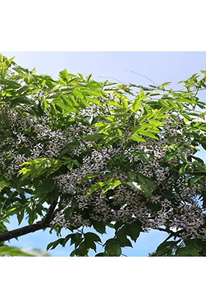 fidanistanbul Tesbih Ağacı Melia azedarach Chinaberry 80 100 cm