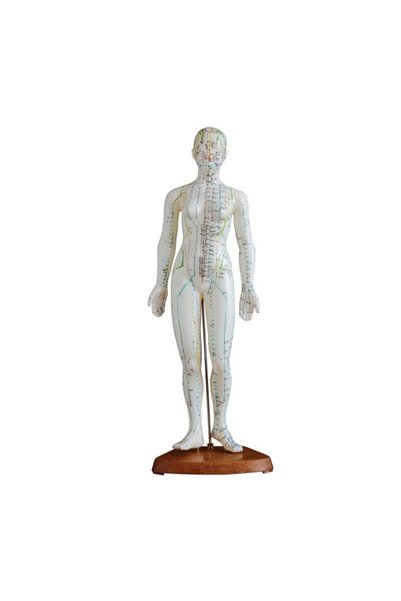 SNG Medikal Market Akupunktur Modeli, Kadın - 48 Cm