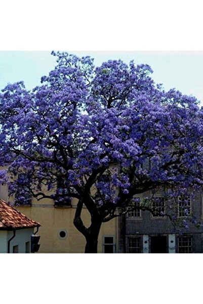 fidanistanbul Çin Kavağı Açık Mor Çiçekli Pavlonya Paulownia tomentosa Pai  20 40 cm