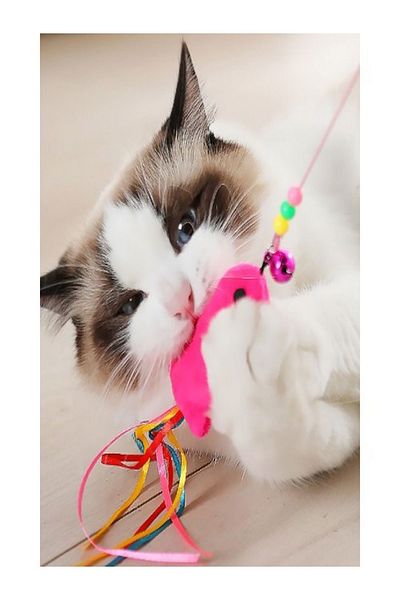 Özasya AVM 90 cm Cat Play Rod