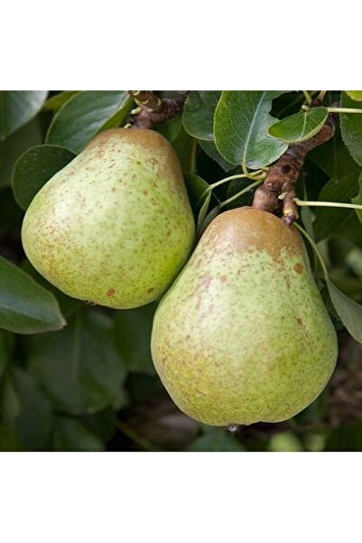 Pear Seedling Wıllıams +120 Cm Open Root
