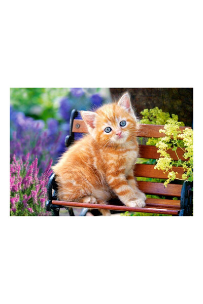 Castorland Ginger Kitten 180 Parça Puzzle /