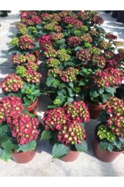 YAYLA TARIM 2 Adet Ortanca Çiçeği Fidanı ( Kırmızı Beyaz Renk ) Tüplü 1 Yaşında 30 Cm 12 Ay Dikim ...