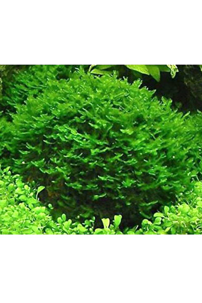 İthâl Bitki Pellia Moss Cup İthal Bitki 413170