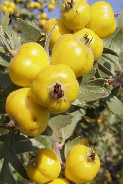 E-fidancim Tüplü Dikenli Yabani Sarı Alıç Fidanı