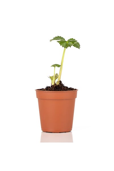 artemisiatıbbibitki Albion Çilek Fidesi Saksıda - 14 Cm'lik Saksı