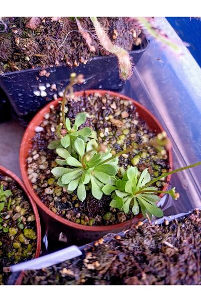 mobuflora Stylidium Debile - Tetik Bitkisi - Triggerplant - Koleksiyonluk Öze...