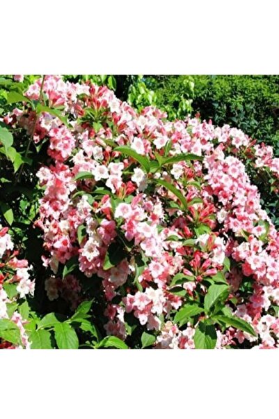 bahçevilya [vangelya] Gelin Tacı Çiçeği Fidanı 2 Yaşında Tüplüdür