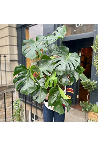 Hilal Garden Monstera Dev Form Deve Tabanı 100 Cm