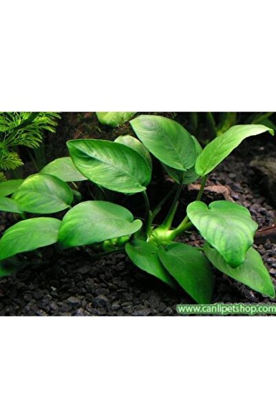 canlipetshop Anubias Barteri Var Nana Ithal A++ Kalitede 3-5 Yaprak Jumbo Boy