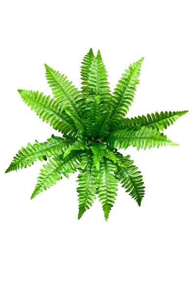 Cihan Çiçekçilik 3'lü Aşk Merdiveni Çikas 17 Yaprak Dal 50 Cm