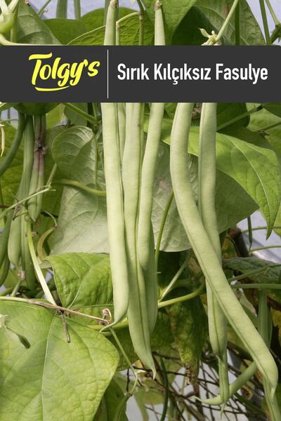 Tolgys Sırık Kılçıksız Fasulye Tohumu / 25 Adet Tohum