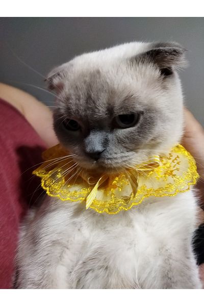 Canbutik Handmade Cat And Small Dog Collar Leash Yellow