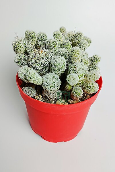 Toptan Kaktüs Dantel Kaktüs Beyaz Nadir Mammillaria Gracilis Fragilis Özel Tür Bol Yavrulu Beyaz Çiçek Verir 8.5