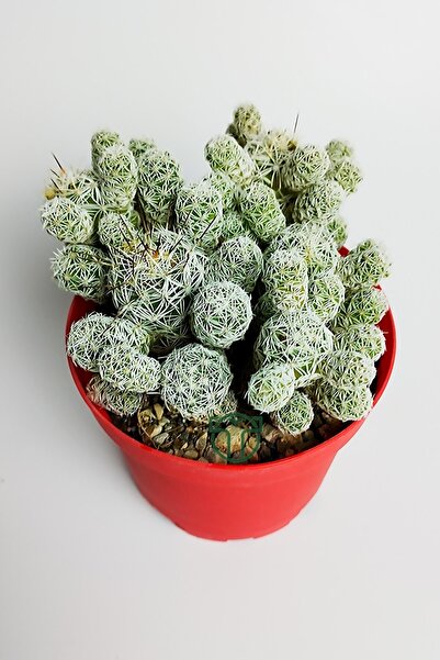 Toptan Kaktüs Dantel Kaktüs Beyaz Nadir Mammillaria Gracilis Fragilis Özel Tür Bol Yavrulu Beyaz Çiçek Verir 8.5