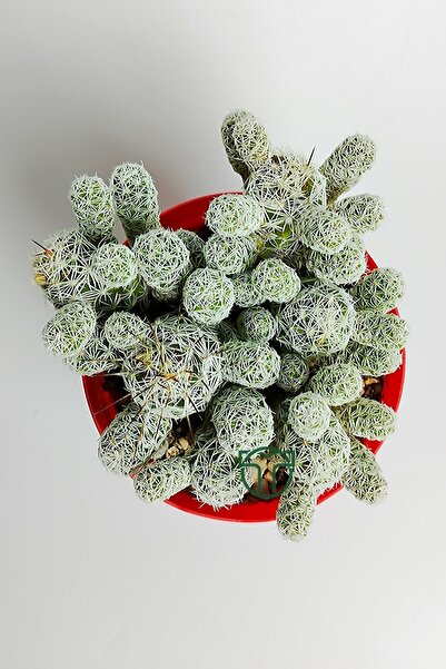 Toptan Kaktüs Dantel Kaktüs Beyaz Nadir Mammillaria Gracilis Fragilis Özel Tür Bol Yavrulu Beyaz Çiçek Verir 8.5