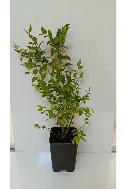 artemisiatıbbibitki Yaban Mersini Fidanı 3 Yaşında Meyve Veren (bluegold)