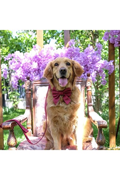 Lusi Doog Maroon Dog Walking Strap Dog Collar (Width Optional)