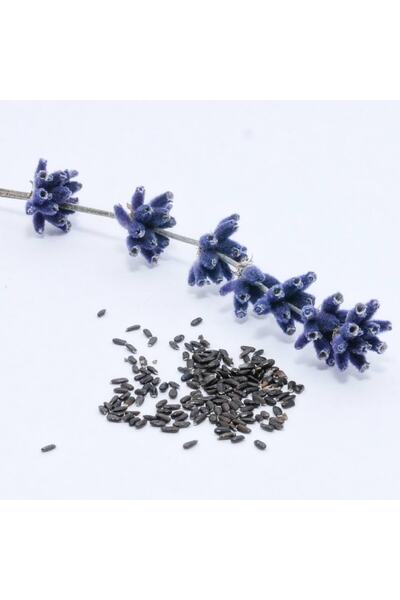 Lavanta Şarköy Lavanta Tohumu 3 Gr (ortalama 3300 Adet)