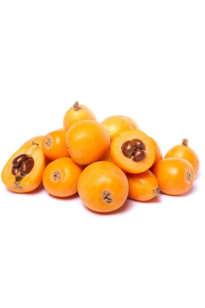 Doğan Fidancılık Malta Eriği (YENİ DÜNYA) 2 Yaş Tüplü 100-120cm