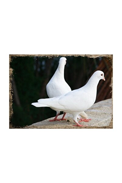 Cakatablo 25cmX35cm Ahşap Tablo Beyaz Güvercinler