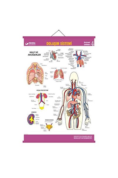 Gürbüz Dolaşım Sistemi Anatomi Levhası 70x100 Cm Askılı Ve Çıtalı
