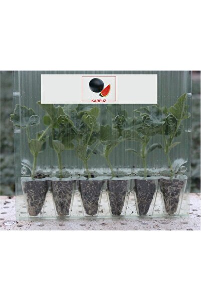 Fide Sepeti Siyah Karpuz Fidesi (6lı Ambalaj)