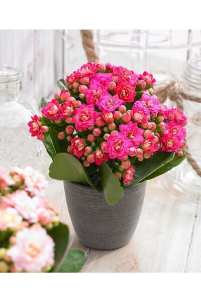 GARDENYA TOHUMCULUK Açık Pembe Canlı Kalanchoe Çiçeği Saksılı Ithal