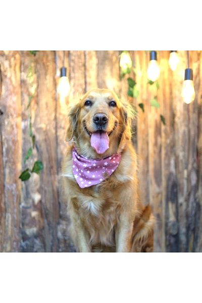 Lusi Doog Starry Dog Bandana - Scarf