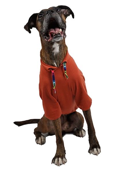 Pawstar Don't Panic Terracota Medium Large Breed Dog Sweatshirt