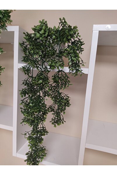Cennet Home Saksıda Sarkan Şimşir 55 Cm Beyaz Yakut Saksıda
