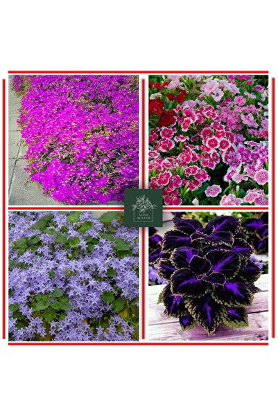 bfalina botanik 40 Adet Karışık Çok Yıllık Çiçek Tohumları (acem Halısı-maviş Çiçeği-bodur Çin Karanfil-özel Kolyos)