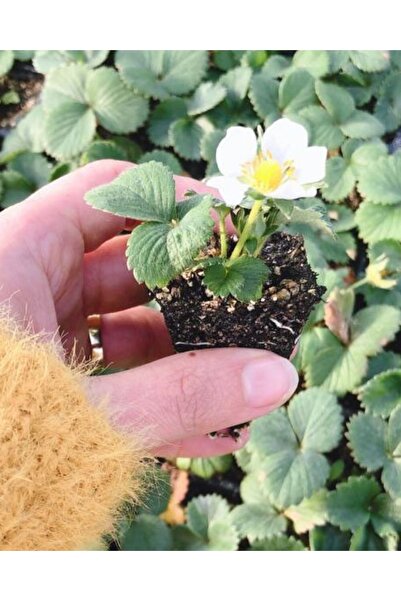 Farmer Life Yediveren Albion Çilek Fidesi 6 Adet