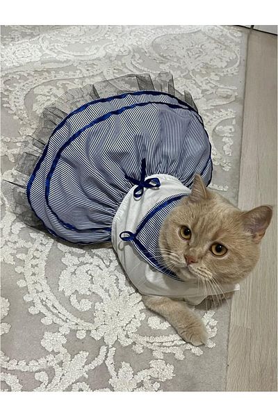 Gobo Sailor Blue Ribbon Female Cat Dog Outfit Dress
