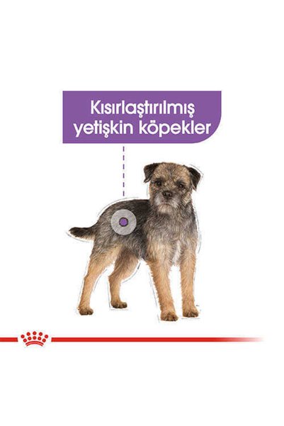 Royal Canin Mini Sterilised Kısırlaştırılmış Yetişkin Köpek Maması 3 Kg