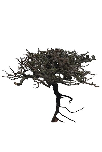 Moss Ağacı