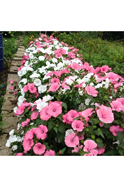 Köy Tohumları 5 Adet Tohum Ithal Pembe Pamuk Çiçeği Tohumu Mezar Kabir Çiçeği...