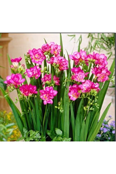 Patika Botanik - Katmerli Çift Pembe Frezya Soğanı 5 Adet