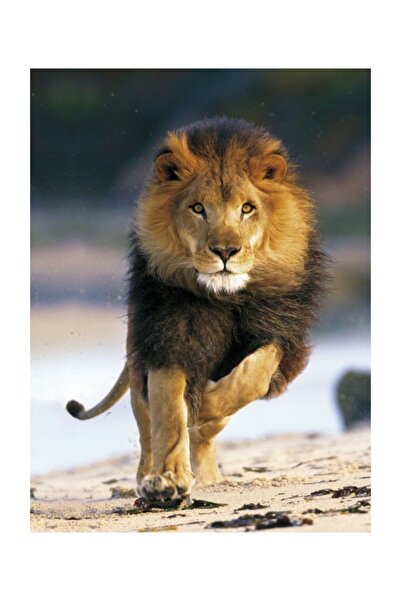 CLEMENTONI Clementoni Lion Running 1000 Parça Puzzle /