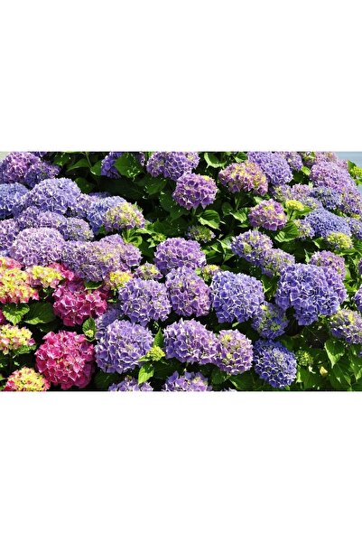 FİDEİSTE Ortanca Çiçeği, Ortanca Fidanı 5 Adet Tüplü