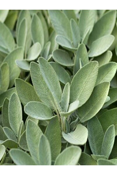 Farmer Life Anadolu Adaçayı Fidesi (salvia Fruticosa) 6 Adet