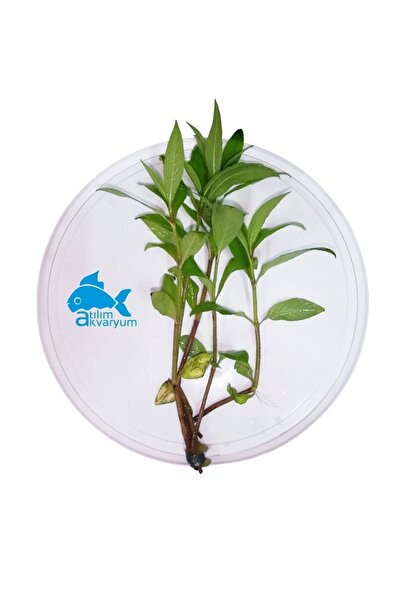 Atılım Akvaryum Limon Canlı Akvaryum Bitkisi 5 Dal (big)