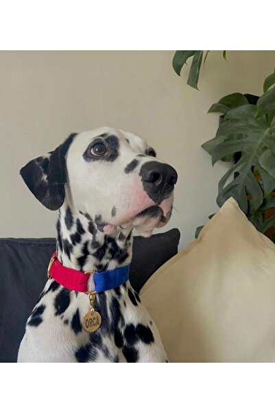 GoPawGo Charmlı Sirius Köpek Boyun Tasması