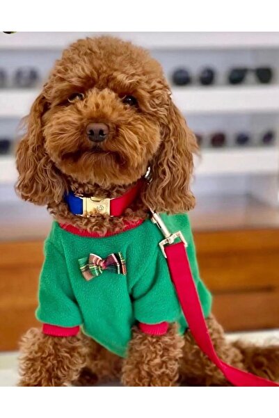 GoPawGo Charmlı Sirius Köpek Boyun Tasması