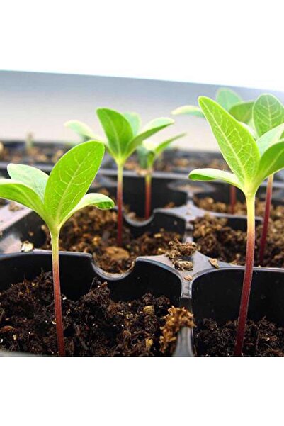 AGROERA 128 Gözlü Fide Viyolü Tohum Çimlendirme Kabı Fide Yetiştirme Kabı 5 Adet