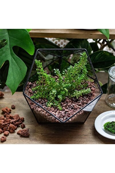 Asenya Kırmızı Pomza Taşı 3-8 Mm 3 Kg Volkanik Cürüf Ponza Lav Kırığı Lav Taşı