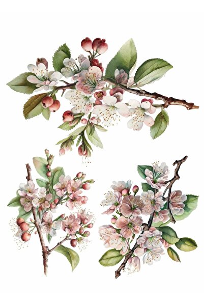 MyHobby Sulu Transfer Kağıdı Lnt-128 25x35 Cm